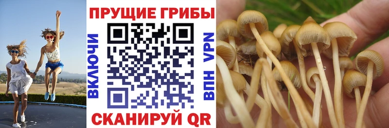 Псилоцибиновые грибы Psilocybine cubensis  Заинск 